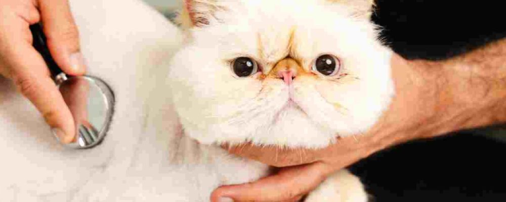 Vomiting in Cats: When to Seek Emergency Vet Care